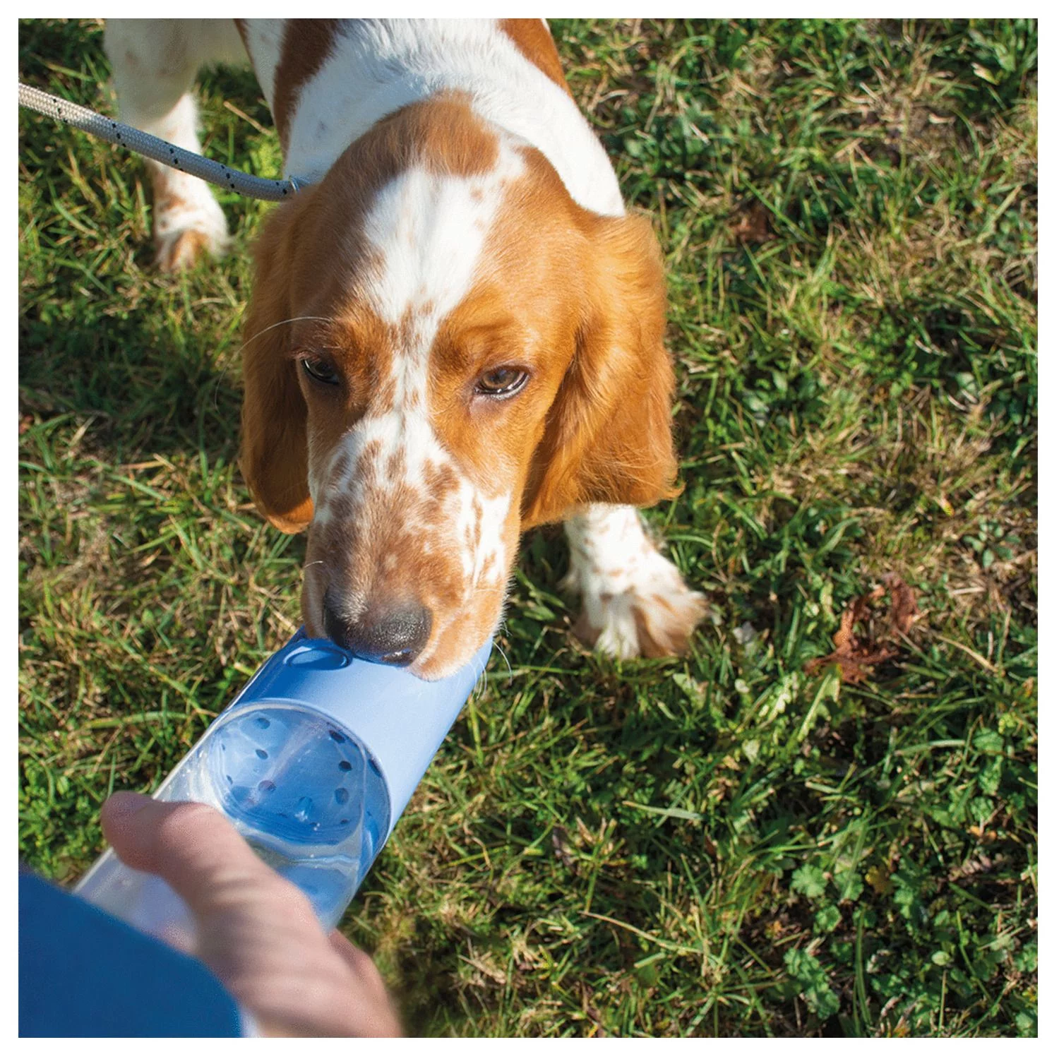 Duvo+ Drinkfles - Hondendrinkbak - 28.5x6.5x6.5 Cm 450 Ml Blauw - Afbeelding 3