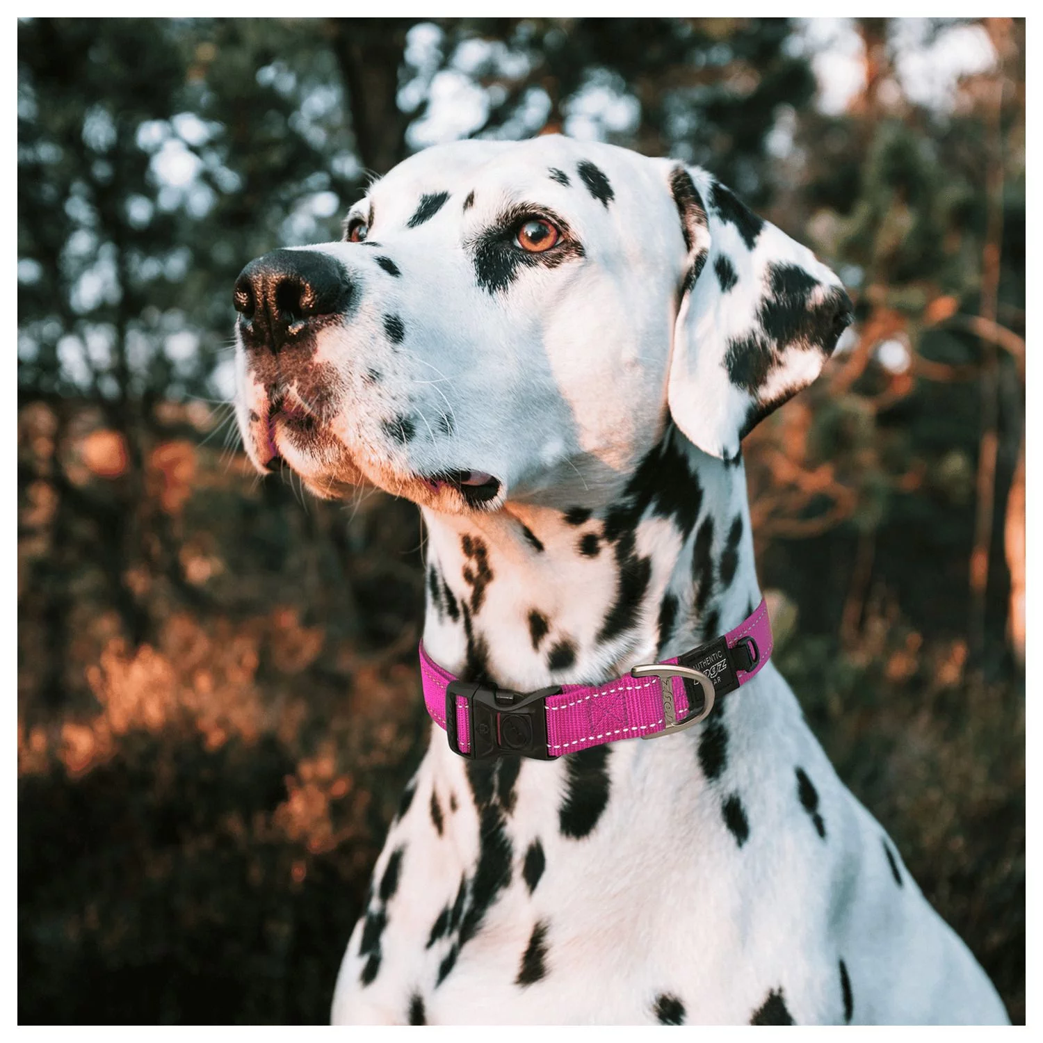 Rogz Utility Halsband Zwart - Hondenhalsband - Afbeelding 3