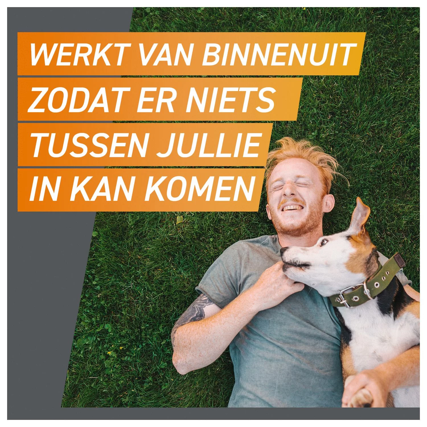 Frontpro Hond - Anti Vlooien En Tekenmiddel - >25-50 Kg Xlarge - Afbeelding 6