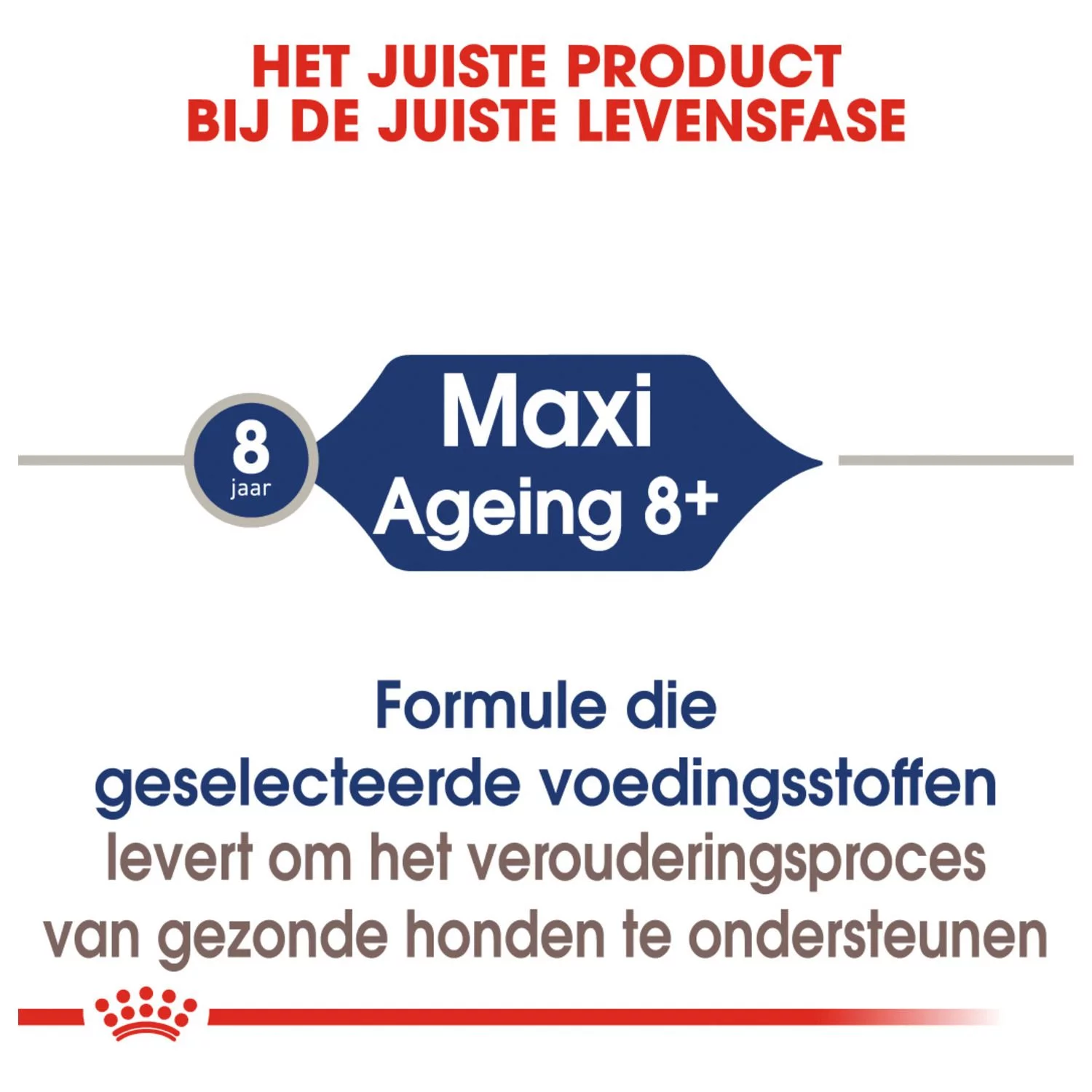 Royal Canin Maxi Ageing 8+ Natvoer - Hondenvoer - 10x140 G - Afbeelding 5