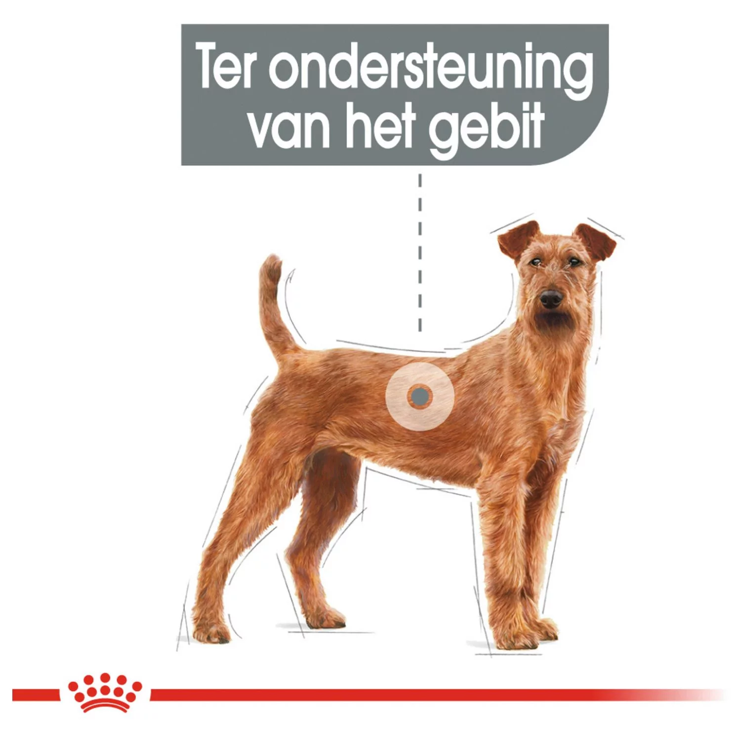 Royal Canin Dental Care Medium - Hondenvoer - Afbeelding 5