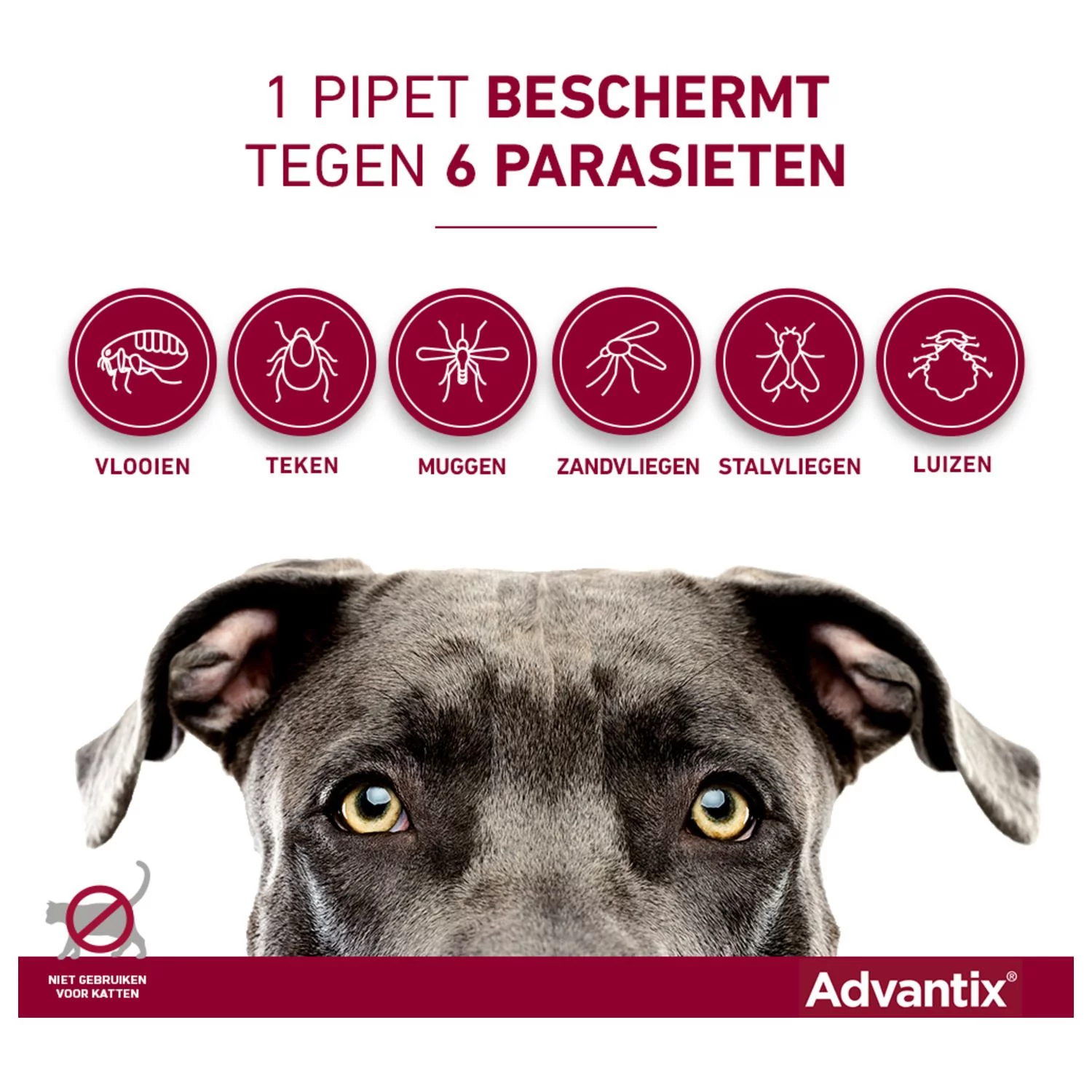 Advantix Spot On 400 4 Ml - Anti Vlooien En Tekenmiddel - Afbeelding 9