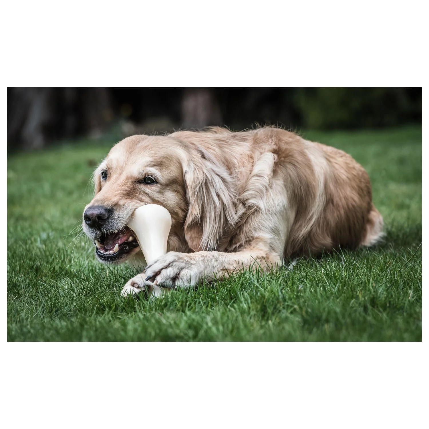 Nylabone Extreme Monster Chew - Hondenspeelgoed - Kip Creme Voor Honden Vanaf 23kg Xxl - Afbeelding 3