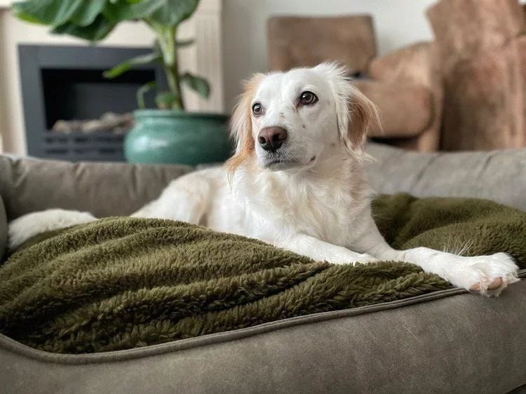 Maxxnobel Orthopedische Sofa Lederlook/Teddy Olijfgroen - Hondenbank - Afbeelding 10