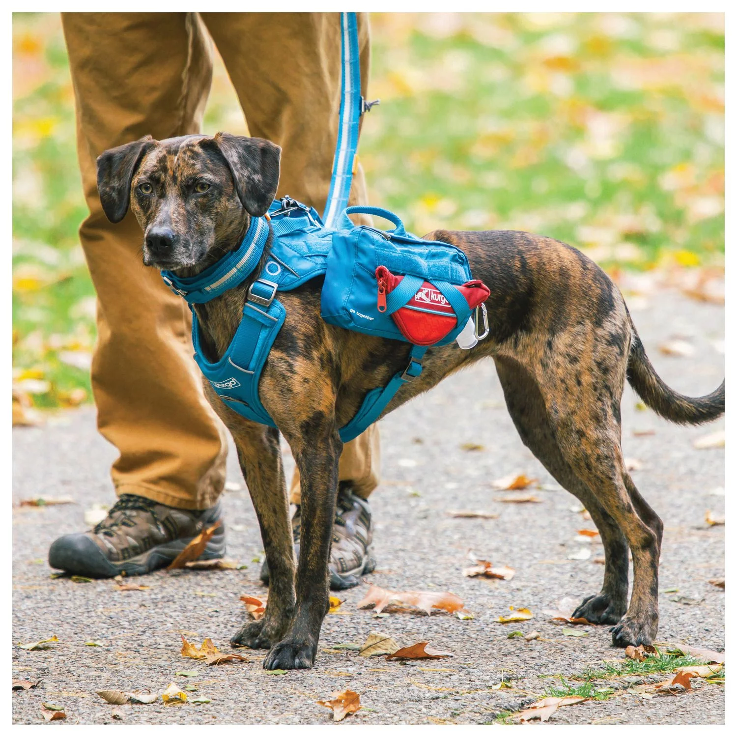 Kurgo Zippy Bowl - Opvouwbare Reisvoerbak - Hondenvoerbak - Afbeelding 6