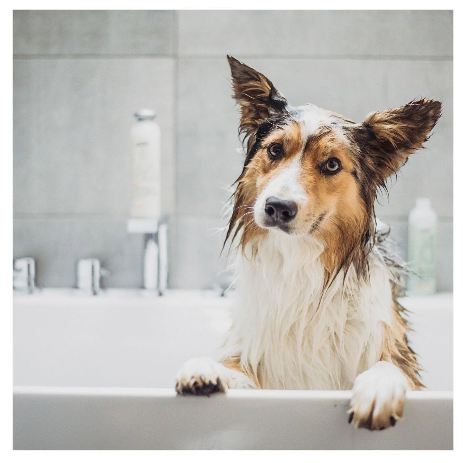 Greenfields Complete Care Set - Hondenvachtverzorging - 2x250 Ml - Afbeelding 4