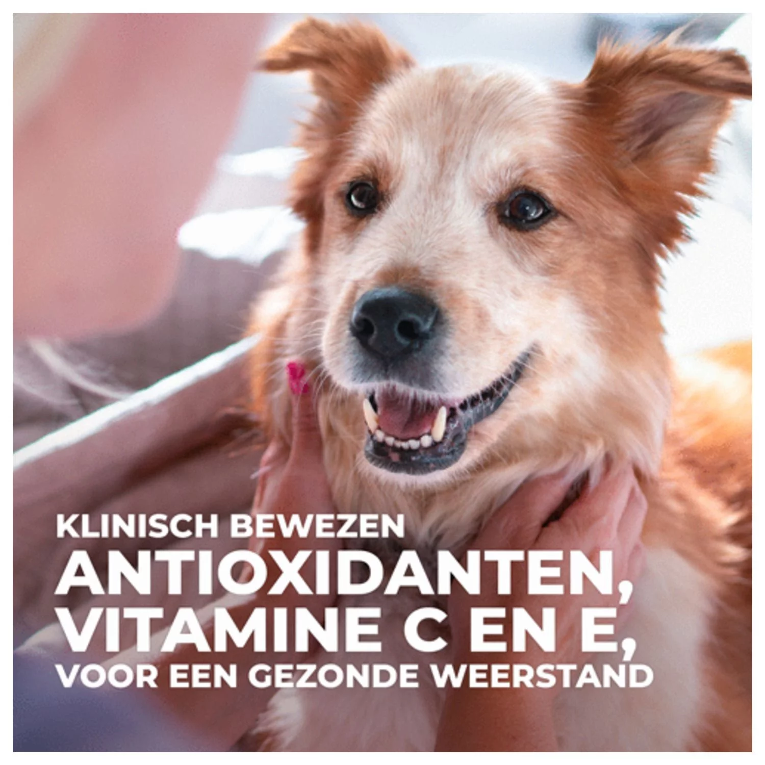 Hill's Canine Adult Medium - Hondenvoer - Afbeelding 5