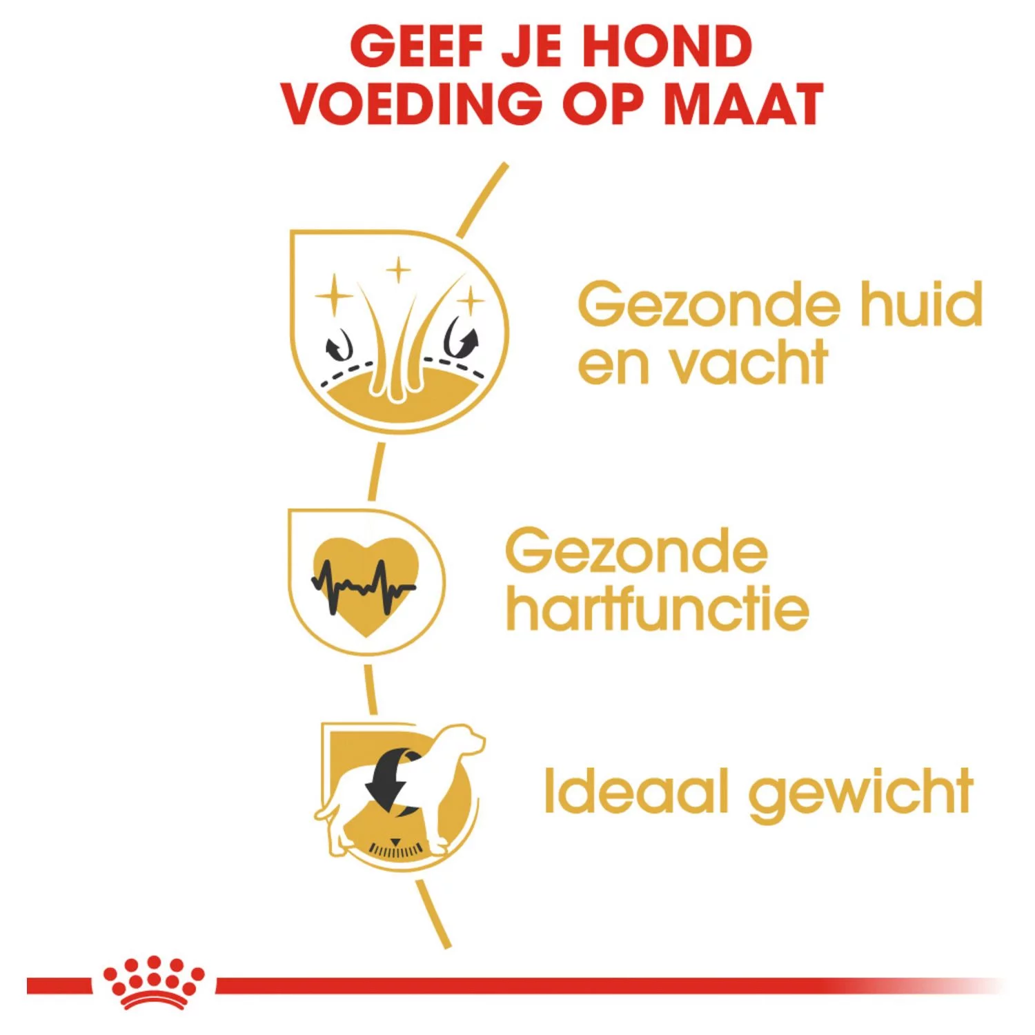 Royal Canin Golden Retriever Adult - Hondenvoer - Afbeelding 4