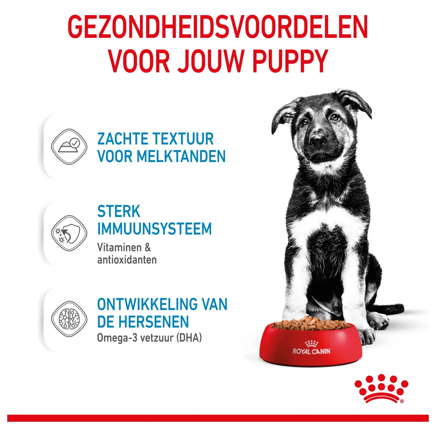 Royal Canin Maxi Natvoer - Puppy-Hondenvoer - 10x140 G - Afbeelding 4