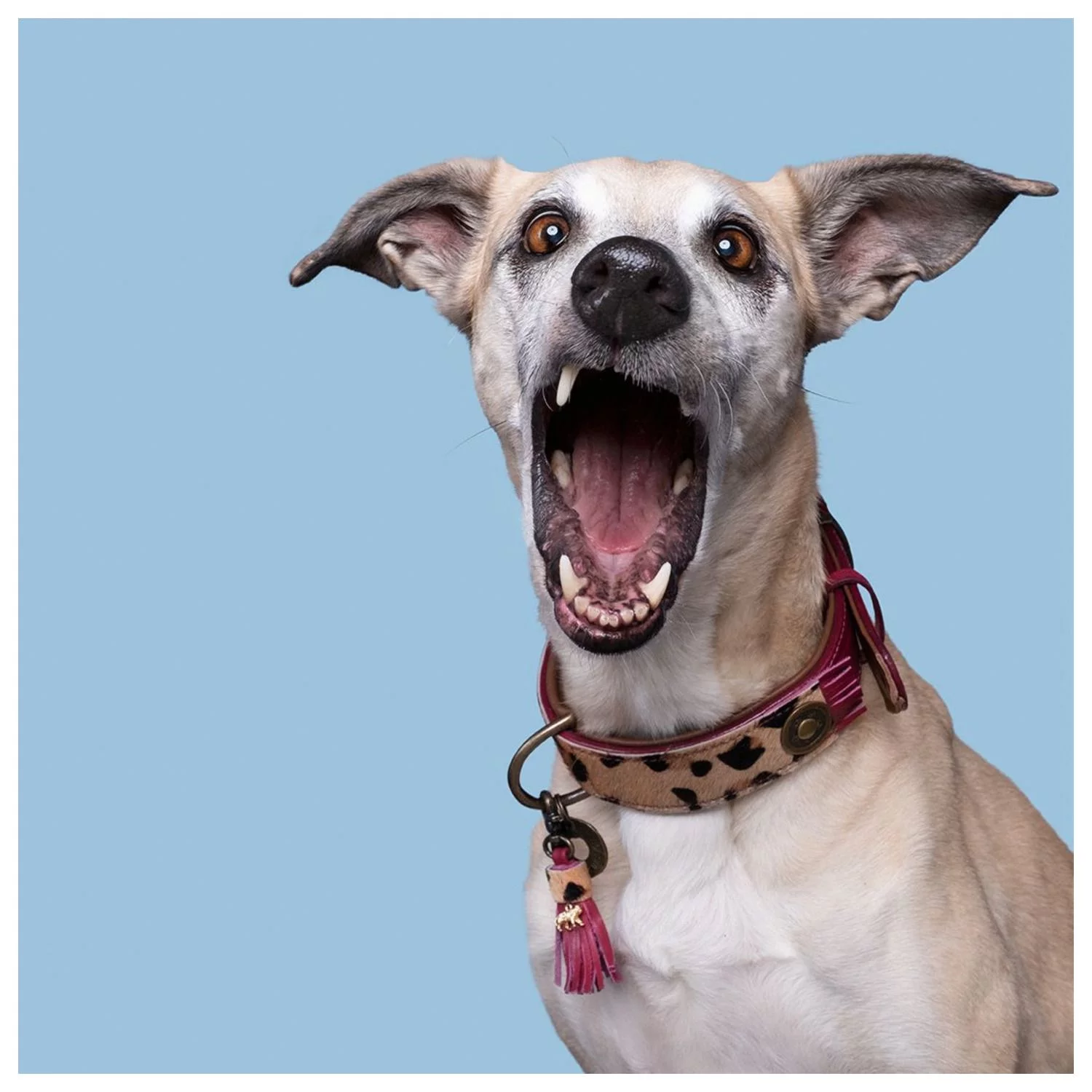 Dwam Halsband Lou Lou Paars - Hondenhalsband - Afbeelding 2