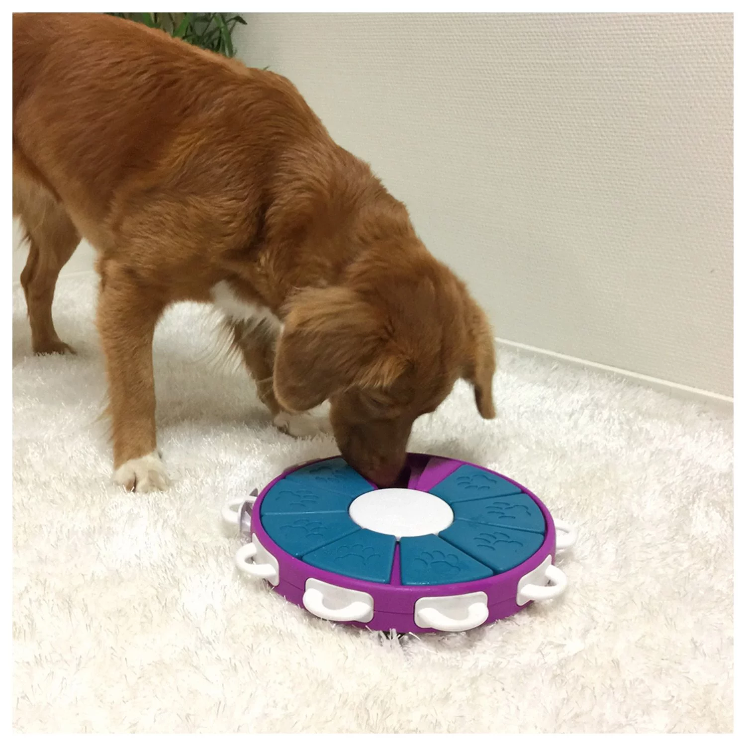 Nina Ottosson Dog Twister Prp Snack Puzzel - Hondenspeelgoed - 30x30 Cm Paars Level 3 - Afbeelding 4