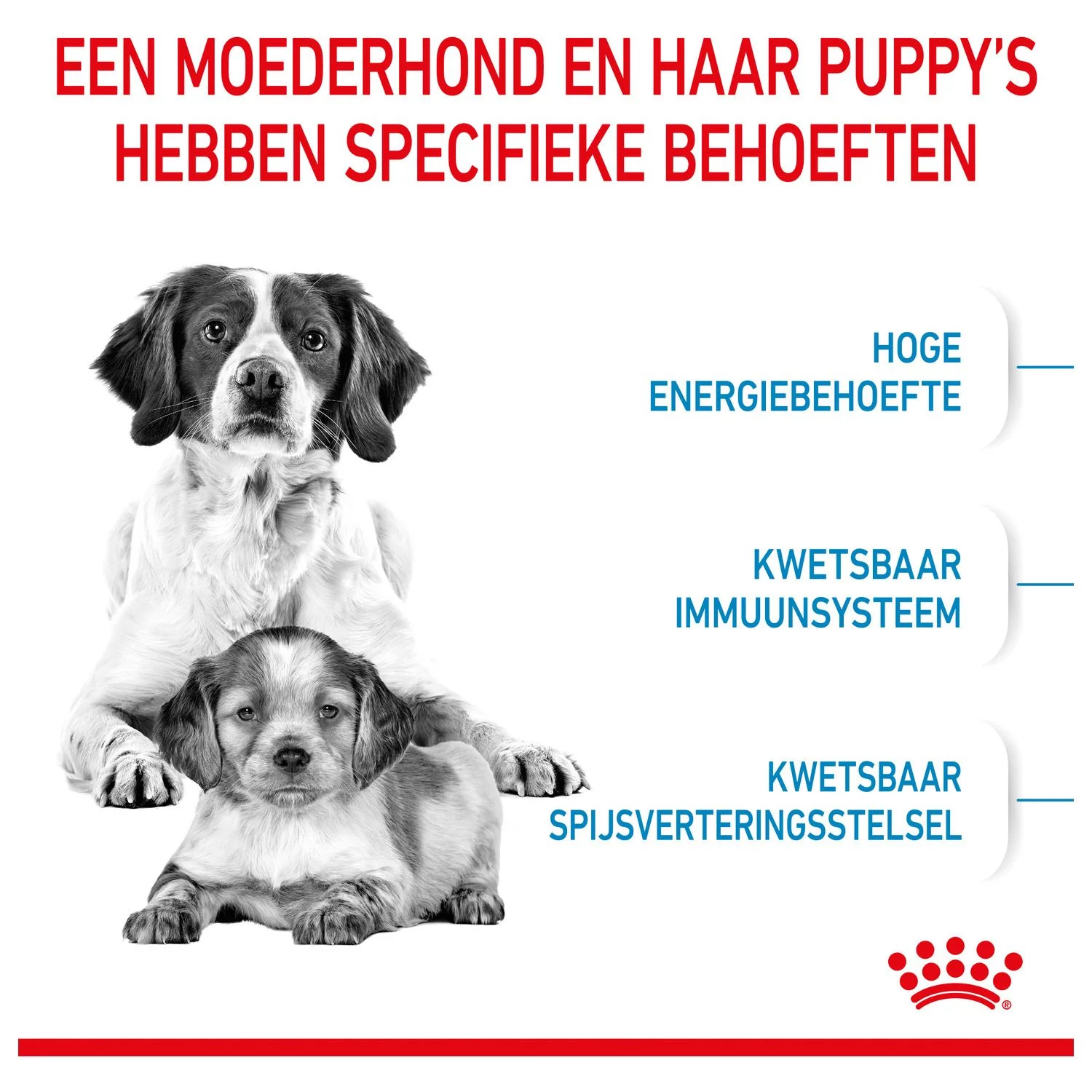Royal Canin Medium Starter Mother & Babydog - Puppy-Hondenvoer - Afbeelding 3