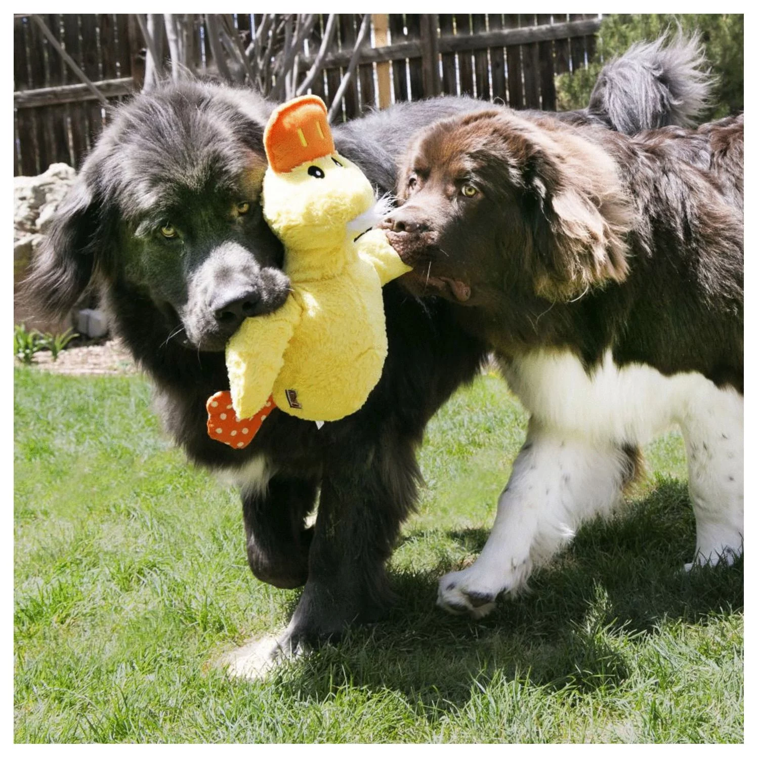 Kong Comfort Jumbo Eend - Hondenspeelgoed - 40X41.5X10 Cm Assorti Xl - Afbeelding 4