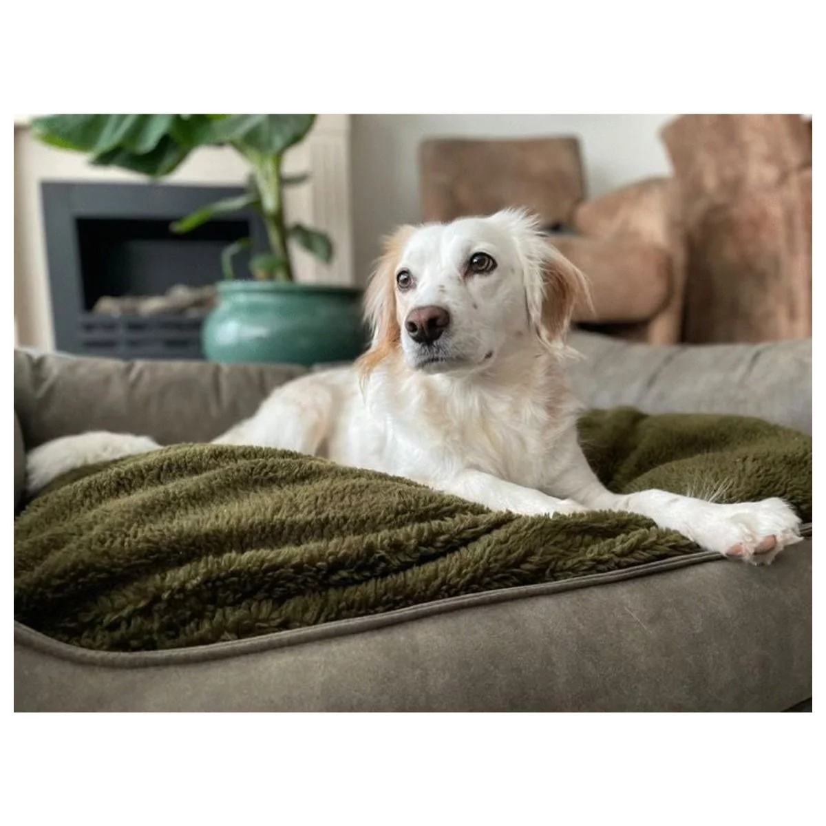 Maxxnobel Orthopedische Sofa Lederlook/Teddy Olijfgroen - Hondenbank - Afbeelding 7