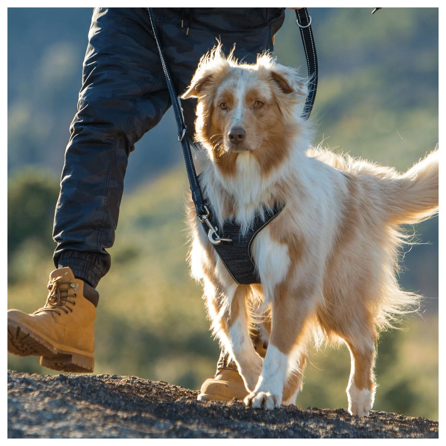 Rogz Explore Tuig Gevoerd Zwart - Hondenharnas - Afbeelding 4