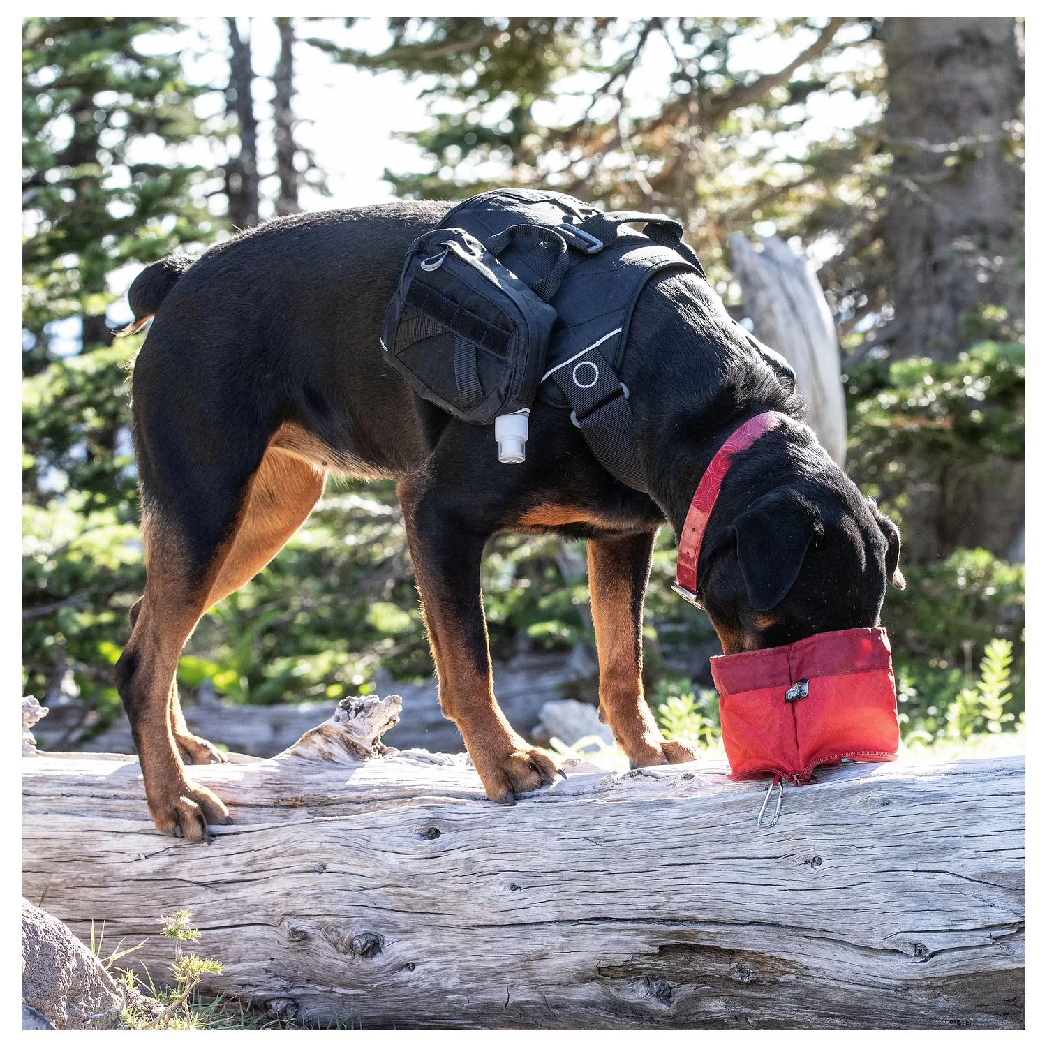 Kurgo Zippy Bowl - Opvouwbare Reisvoerbak - Hondenvoerbak - Afbeelding 4