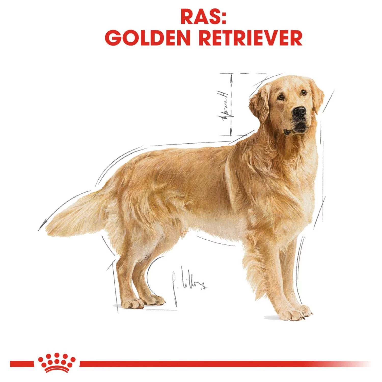 Royal Canin Golden Retriever Adult - Hondenvoer - Afbeelding 5