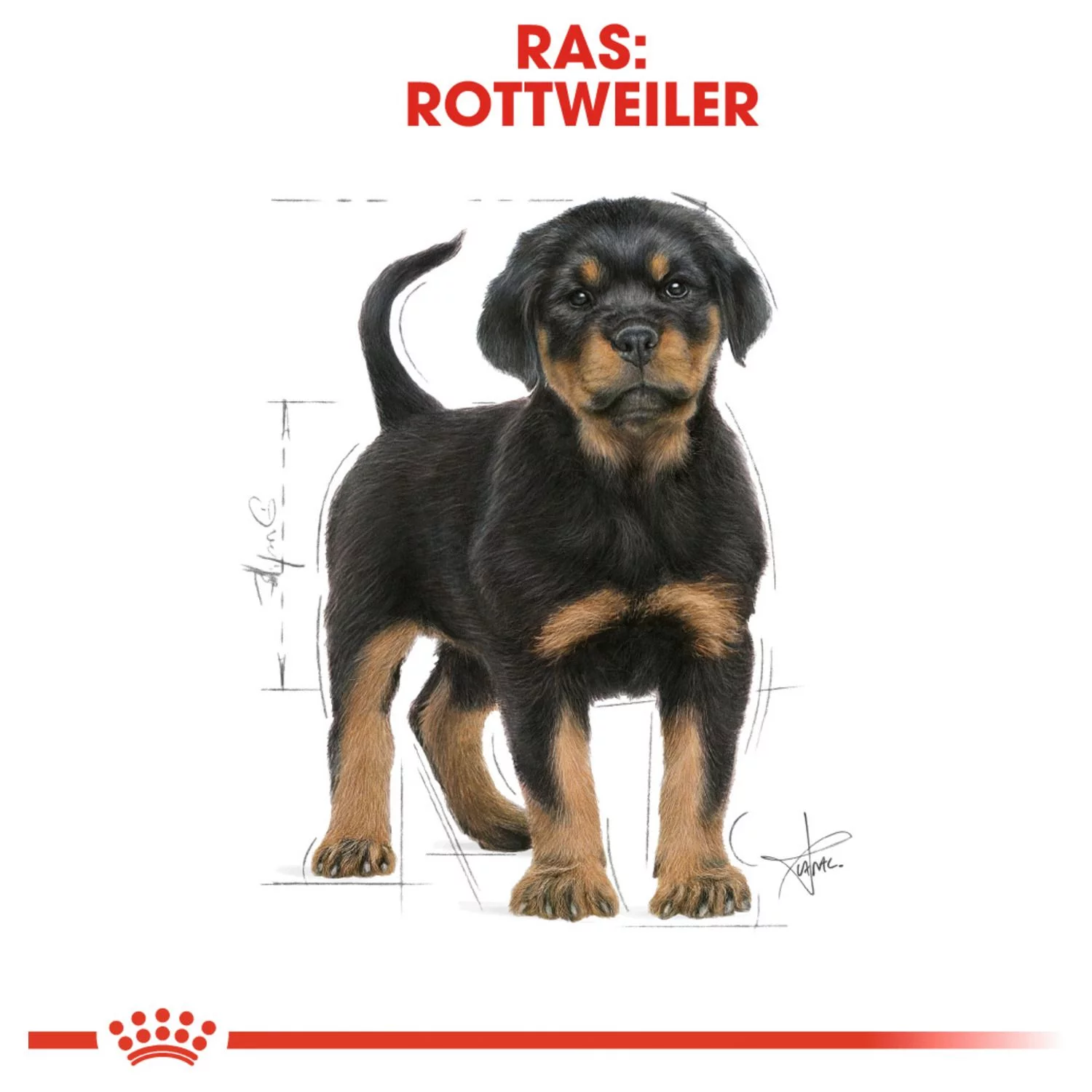 Royal Canin Rottweiler - Puppy-Hondenvoer - 12 Kg - Afbeelding 5